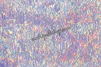 Lavender Holographic Angel Wing Flags