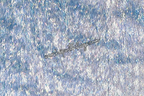 Sky Blue Holographic Angel Wing Flags