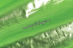 Lime Green Metallic Lamé Angel Wing Flags