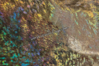 Dark Gold Holographic Angel Wing Flags